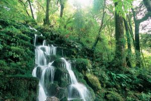 07Jun2015010603Whirinaki Forest Murupara.jpg